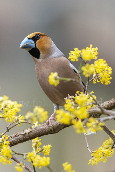 Kernbeißer (Coccothraustes coccothraustes)