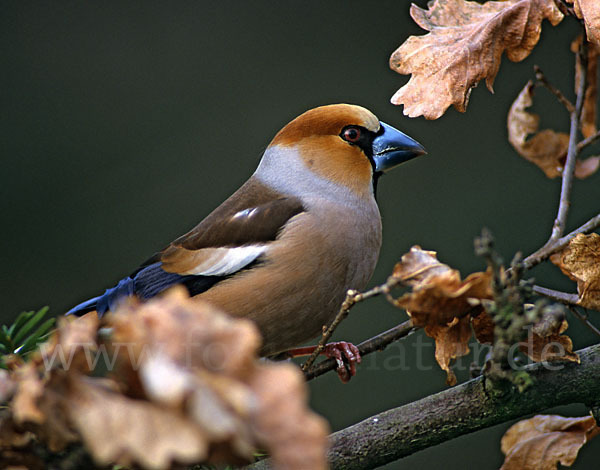 Kernbeißer (Coccothraustes coccothraustes)