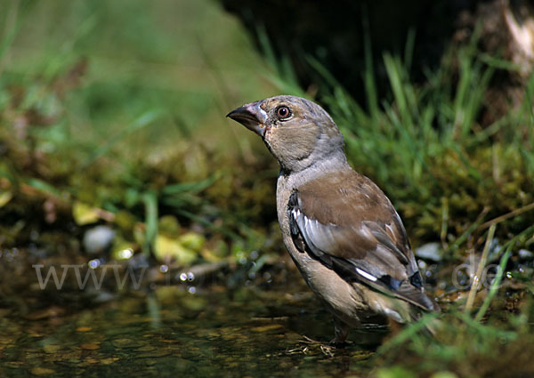 Kernbeißer (Coccothraustes coccothraustes)