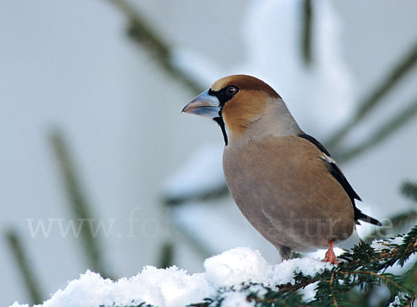 Kernbeißer (Coccothraustes coccothraustes)