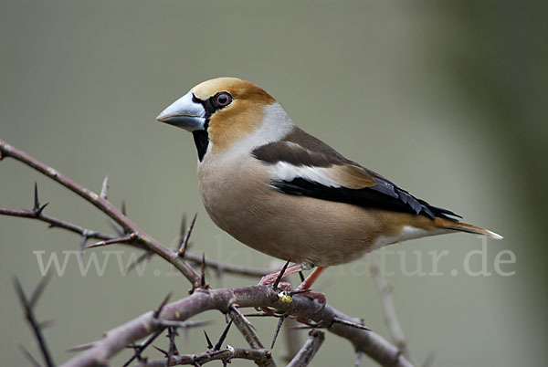 Kernbeißer (Coccothraustes coccothraustes)