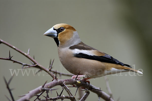 Kernbeißer (Coccothraustes coccothraustes)