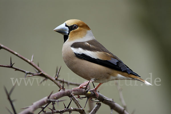 Kernbeißer (Coccothraustes coccothraustes)