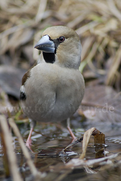 Kernbeißer (Coccothraustes coccothraustes)