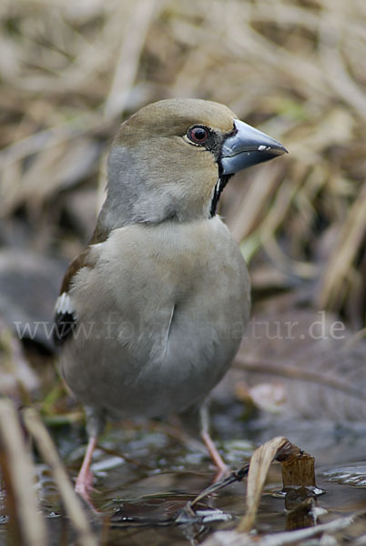 Kernbeißer (Coccothraustes coccothraustes)