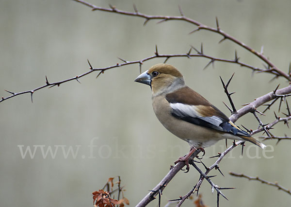 Kernbeißer (Coccothraustes coccothraustes)