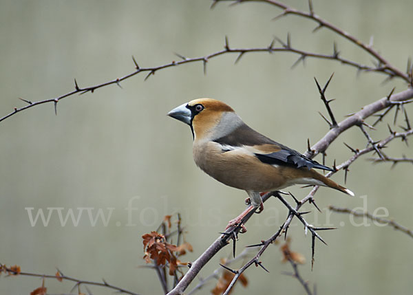 Kernbeißer (Coccothraustes coccothraustes)