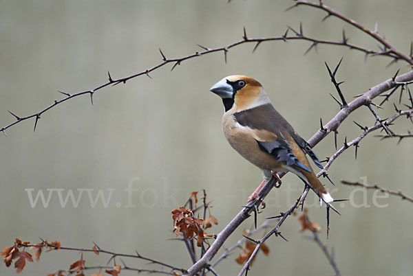 Kernbeißer (Coccothraustes coccothraustes)