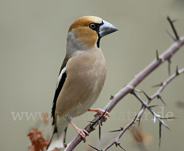 Kernbeißer (Coccothraustes coccothraustes)