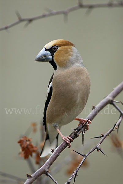 Kernbeißer (Coccothraustes coccothraustes)