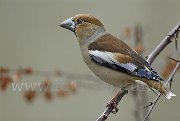 Kernbeißer (Coccothraustes coccothraustes)