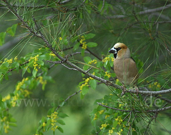 Kernbeißer (Coccothraustes coccothraustes)