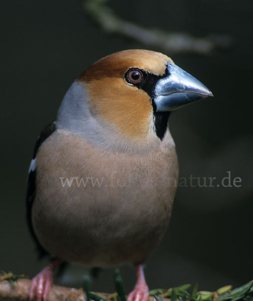 Kernbeißer (Coccothraustes coccothraustes)