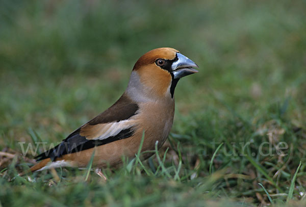 Kernbeißer (Coccothraustes coccothraustes)