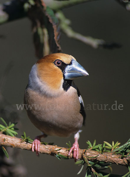 Kernbeißer (Coccothraustes coccothraustes)