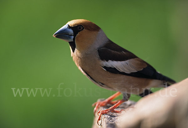 Kernbeißer (Coccothraustes coccothraustes)