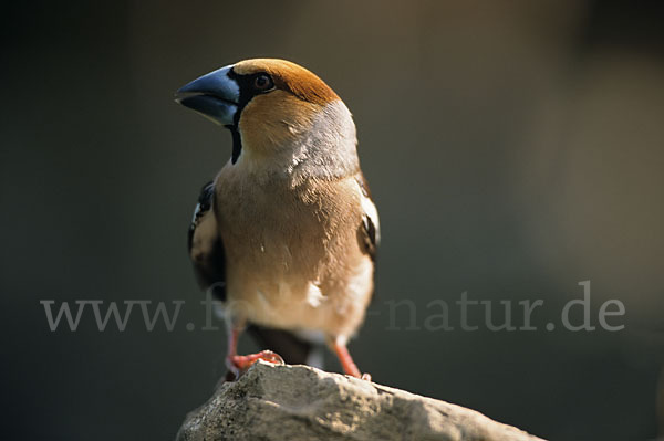 Kernbeißer (Coccothraustes coccothraustes)