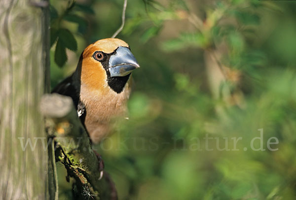 Kernbeißer (Coccothraustes coccothraustes)