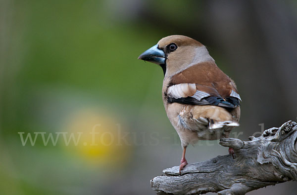 Kernbeißer (Coccothraustes coccothraustes)