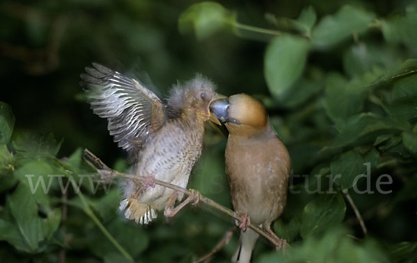 Kernbeißer (Coccothraustes coccothraustes)