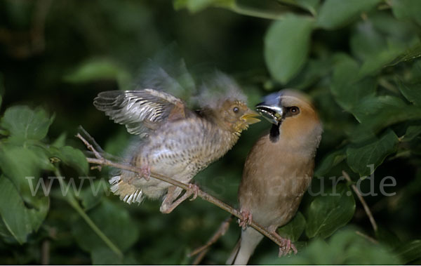 Kernbeißer (Coccothraustes coccothraustes)