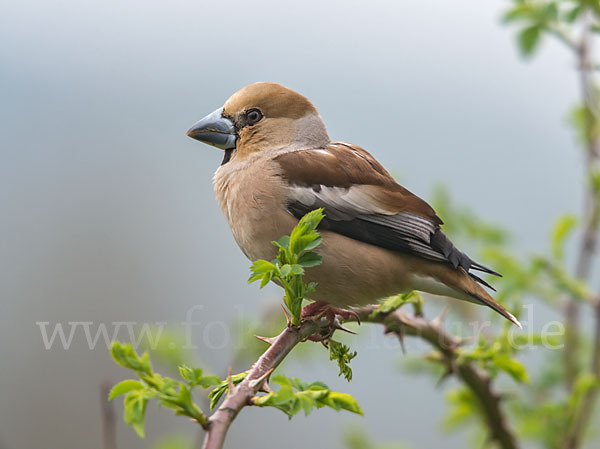 Kernbeißer (Coccothraustes coccothraustes)