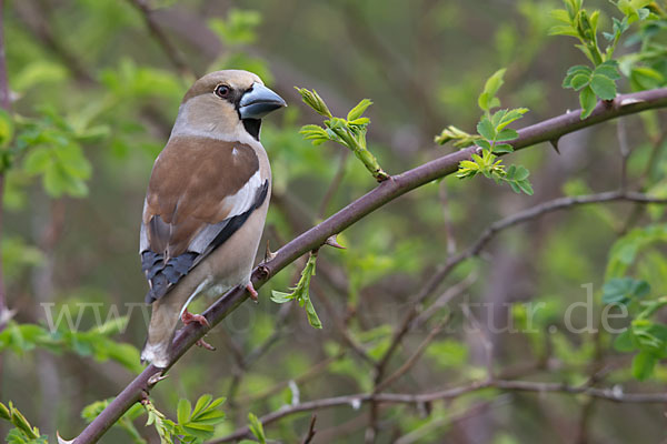 Kernbeißer (Coccothraustes coccothraustes)