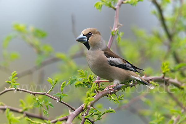 Kernbeißer (Coccothraustes coccothraustes)