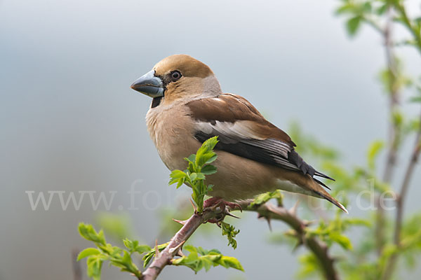 Kernbeißer (Coccothraustes coccothraustes)