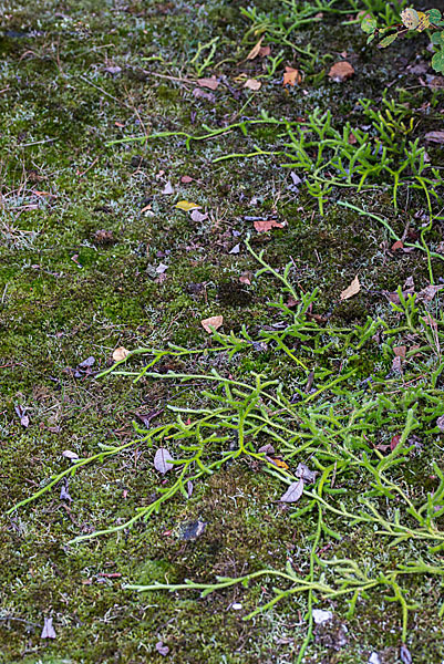 Keulen-Bärlapp (Lycopodium clavatum)