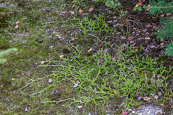 Keulen-Bärlapp (Lycopodium clavatum)