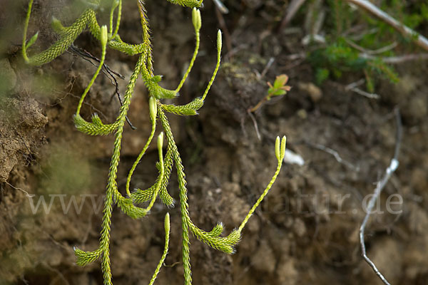 Keulen-Bärlapp (Lycopodium clavatum)