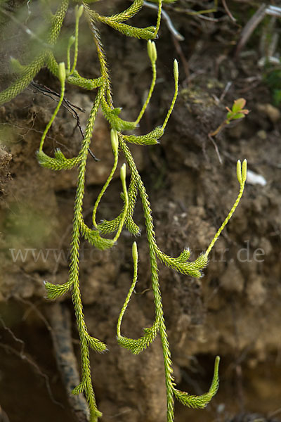 Keulen-Bärlapp (Lycopodium clavatum)