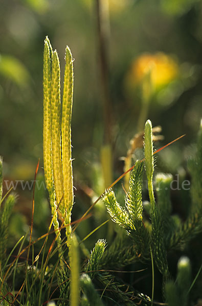 Keulen-Bärlapp (Lycopodium clavatum)