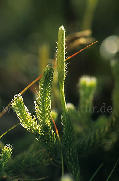 Keulen-Bärlapp (Lycopodium clavatum)