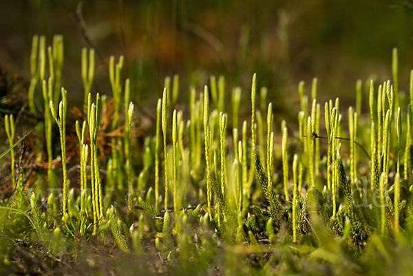 Keulen-Bärlapp (Lycopodium clavatum)