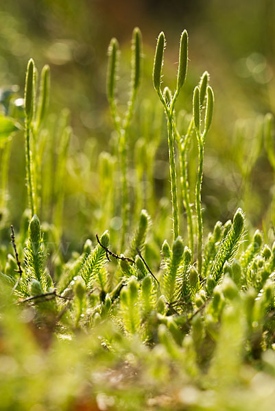 Keulen-Bärlapp (Lycopodium clavatum)