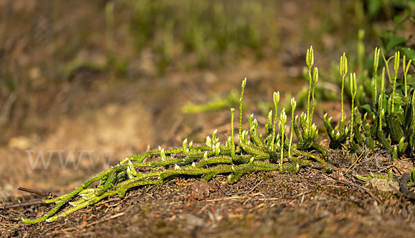 Keulen-Bärlapp (Lycopodium clavatum)