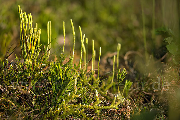 Keulen-Bärlapp (Lycopodium clavatum)