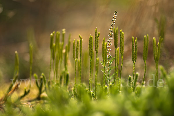 Keulen-Bärlapp (Lycopodium clavatum)