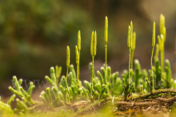 Keulen-Bärlapp (Lycopodium clavatum)