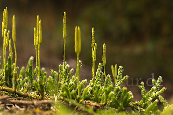 Keulen-Bärlapp (Lycopodium clavatum)