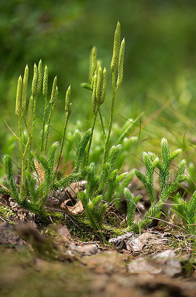 Keulen-Bärlapp (Lycopodium clavatum)