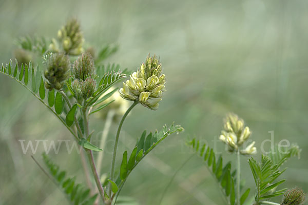 Kicher-Tragant (Astragalus cicer)