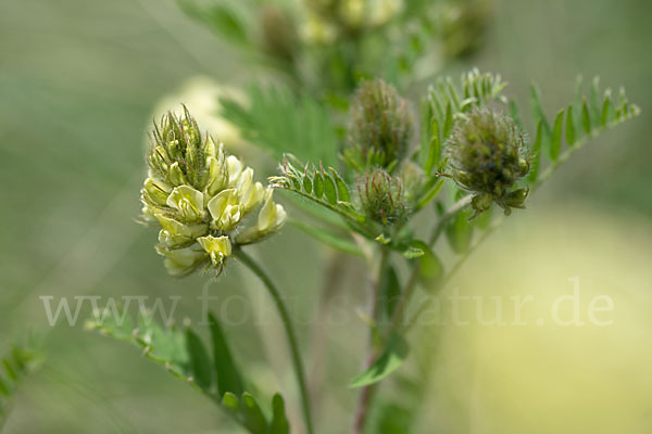 Kicher-Tragant (Astragalus cicer)