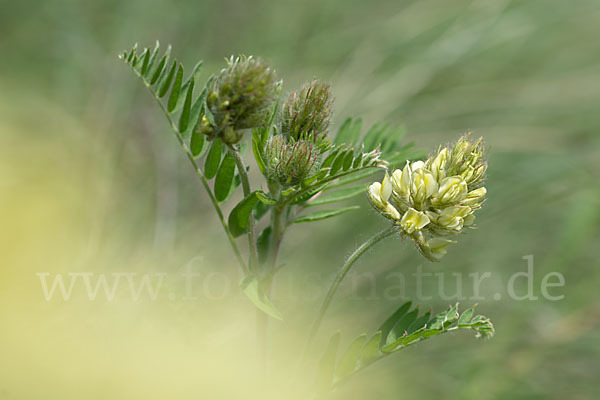 Kicher-Tragant (Astragalus cicer)