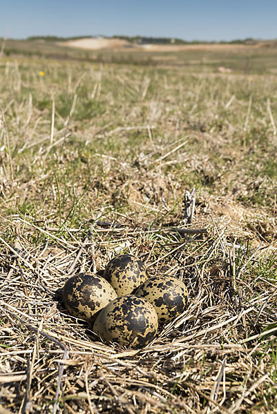 Kiebitz (Vanellus vanellus)