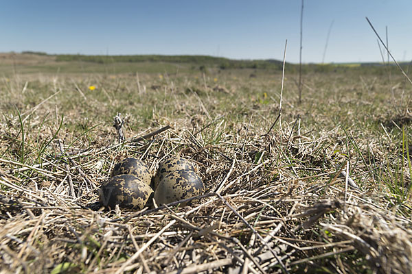 Kiebitz (Vanellus vanellus)