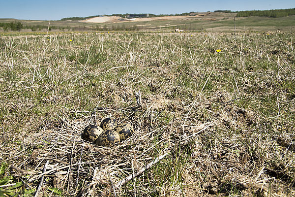 Kiebitz (Vanellus vanellus)