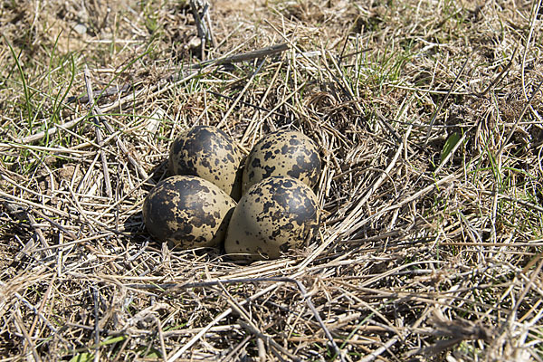 Kiebitz (Vanellus vanellus)